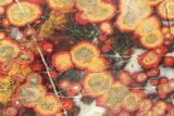 Polished Morgan Hill Poppy Jasper Section - California #336257-1
